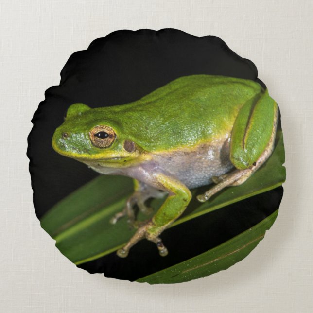 Groene Boomkikker (Hyla cinerea) 2 Rond Kussen (Voorkant)