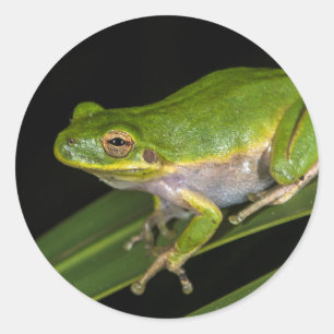 Groene Boomkikker (Hyla cinerea) 2 Ronde Sticker