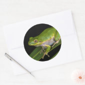 Groene Boomkikker (Hyla cinerea) 2 Ronde Sticker (Envelop)