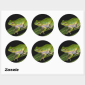 Groene Boomkikker (Hyla cinerea) 2 Ronde Sticker (Vel)