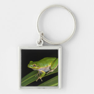 Groene Boomkikker (Hyla cinerea) 2 Sleutelhanger
