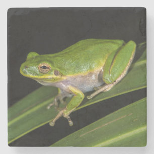 Groene Boomkikker (Hyla cinerea) 2 Stenen Onderzetter