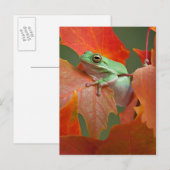 Groene boomkikker in Herfst Briefkaart (Voorkant / Achterkant)