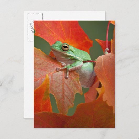 Groene boomkikker in Herfst Briefkaart (Voorkant / Achterkant)