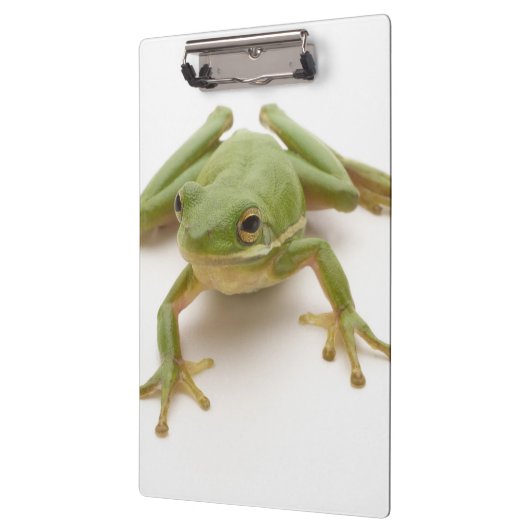 Groene boomkikker klembord (Links)