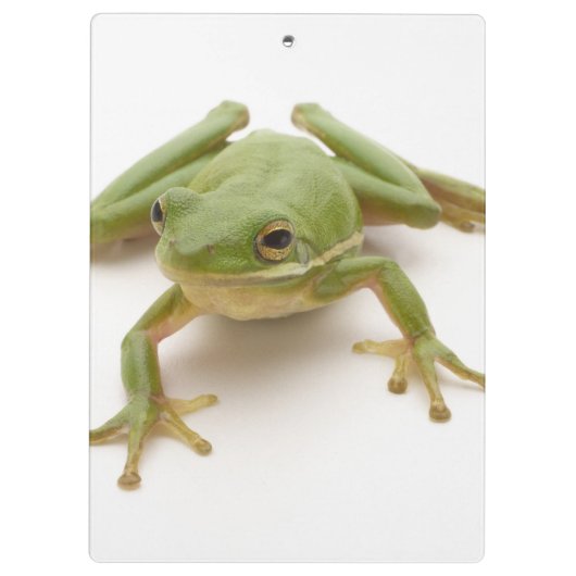 Groene boomkikker klembord (Achterkant)