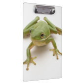 Groene boomkikker klembord (Rechts)