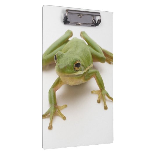 Groene boomkikker klembord (Rechts)