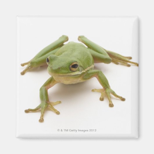 Groene boomkikker magneet (Voorkant)