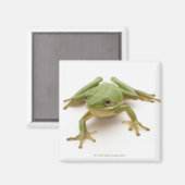 Groene boomkikker magneet (Voorkant / Achterkant)