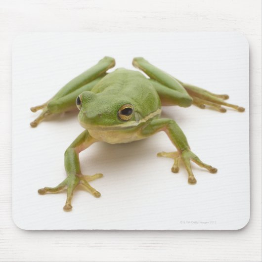 Groene boomkikker muismat (Voorkant)