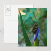 Groene boomkikker op Iris Briefkaart (Voorkant / Achterkant)