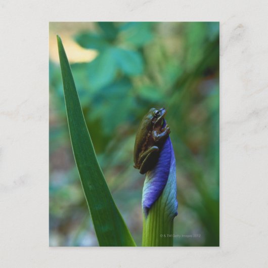 Groene boomkikker op Iris Briefkaart (Voorkant)
