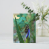 Groene boomkikker op Iris Briefkaart (Staand voorkant)