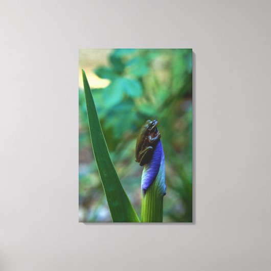 Groene boomkikker op Iris Canvas Afdruk (Voorkant)