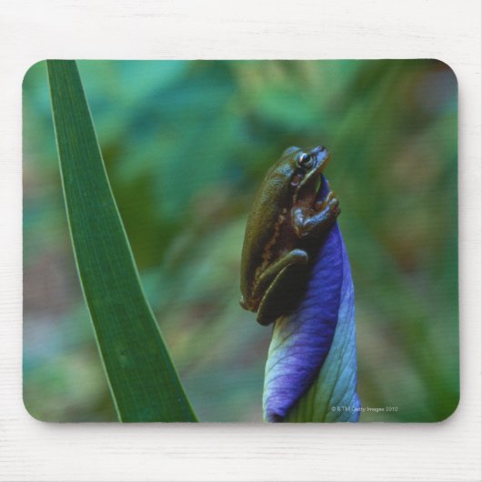 Groene boomkikker op Iris Muismat (Voorkant)
