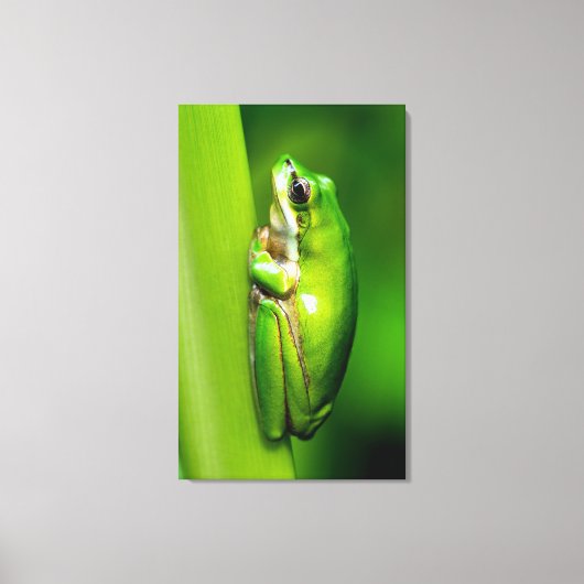 Groene boomkikker op rode Natuur Macro Canvas Wall (Voorkant)