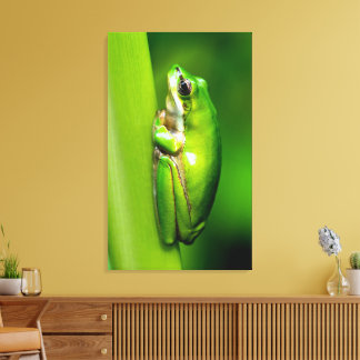 Groene boomkikker op rode Natuur Macro Canvas Wall Afdruk
