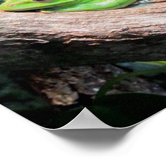 Groene boomkikker poster (Hoek)