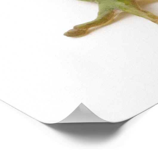 Groene boomkikker poster (Hoek)