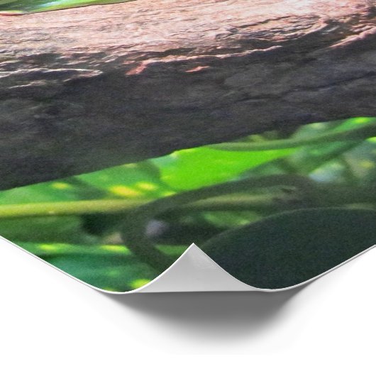 Groene boomkikker poster (Hoek)