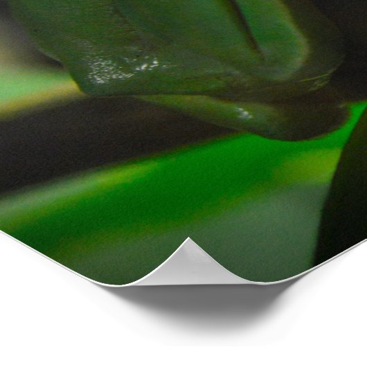 Groene boomkikker poster (Hoek)