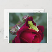 Groene boomkikkers en rode rozen briefkaart (Voorkant / Achterkant)