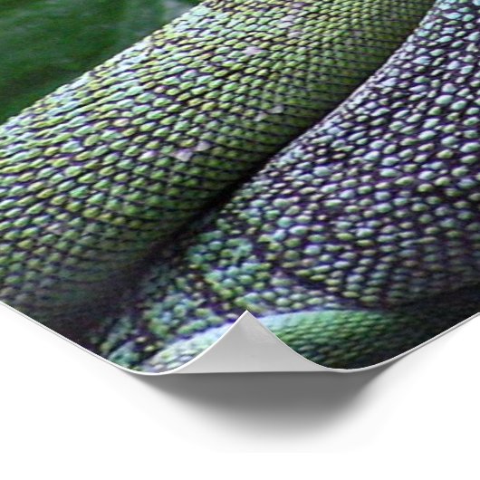 Groene boommonitor - Varanus prasinus Poster (Hoek)