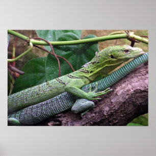 Groene boommonitor - Varanus prasinus Poster