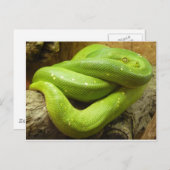 Groene boomPython Briefkaart (Voorkant / Achterkant)