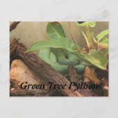 Groene boomPython Briefkaart (Voorkant)