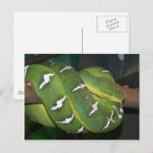 Groene boomPython Briefkaart (Voorkant / Achterkant)