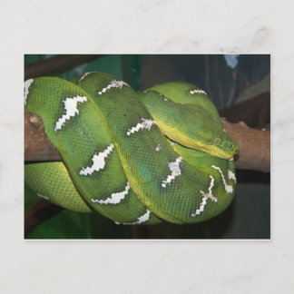 Groene boomPython Briefkaart