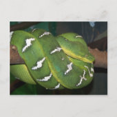Groene boomPython Briefkaart (Voorkant)