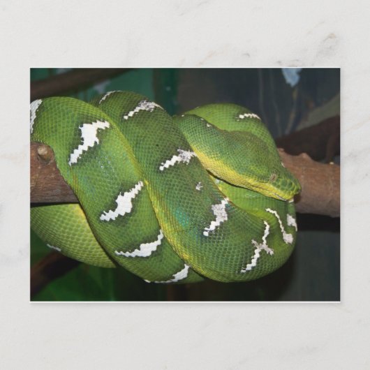 Groene boomPython Briefkaart (Voorkant)