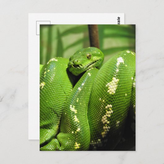 Groene boomPython Briefkaart (Voorkant / Achterkant)