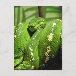 Groene boomPython Briefkaart