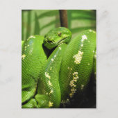 Groene boomPython Briefkaart (Voorkant)
