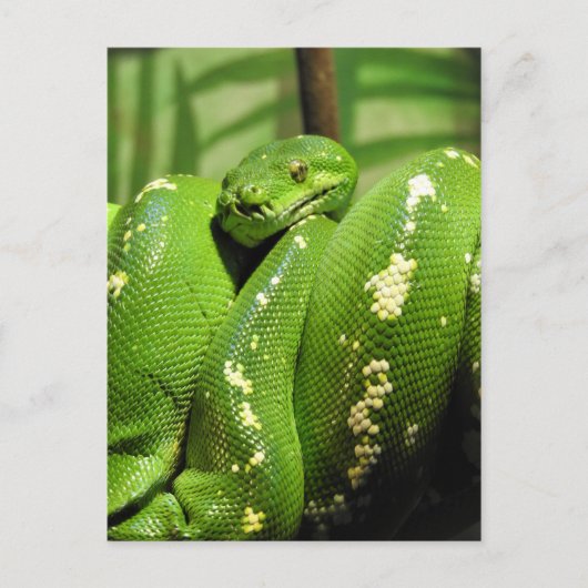 Groene boomPython Briefkaart (Voorkant)