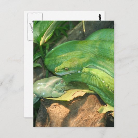 Groene-boomPython en kikker van de witte boom Briefkaart (Voorkant / Achterkant)