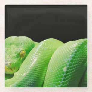 groene boompython glazen onderzetter