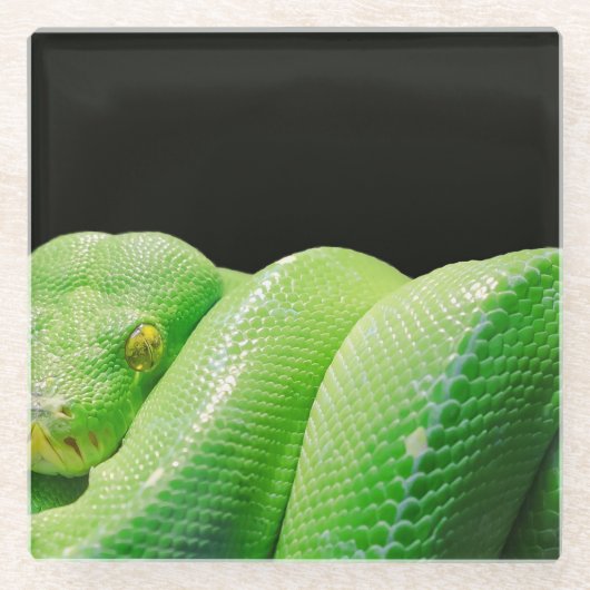 groene boompython glazen onderzetter (Voorkant)