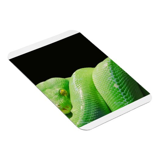 groene boompython magneet (Rechterzijde)