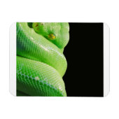 groene boompython magneet (Horizontaal)