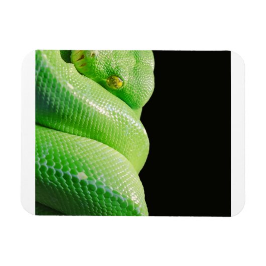 groene boompython magneet (Horizontaal)