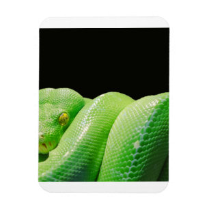 groene boompython magneet