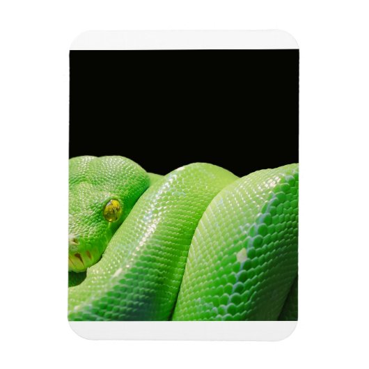 groene boompython magneet (Verticaal)