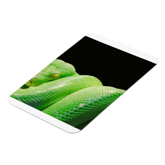 groene boompython magneet (Linkerzijde)
