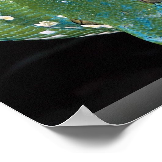 Groene boompython, Nieuw-Guinea Poster (Hoek)