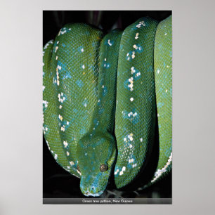 Groene boompython, Nieuw-Guinea Poster